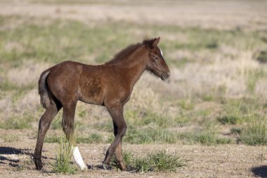 Utah Çölü 'nde tatlı bir at yavrusu.