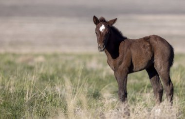 Utah Çölü 'nde tatlı bir at yavrusu.