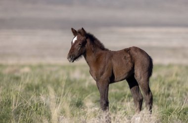 Utah Çölü 'nde tatlı bir at yavrusu.