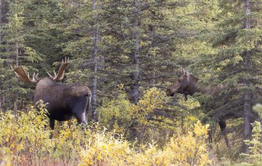 Bir boğa ve inek Alaska Yukon geyiği Sonbaharda Denali Ulusal Parkı Alaska 'da çiftleşiyor