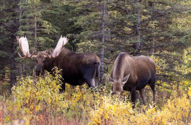 Bir boğa ve inek Alaska Yukon geyiği Sonbaharda Denali Ulusal Parkı Alaska 'da çiftleşiyor