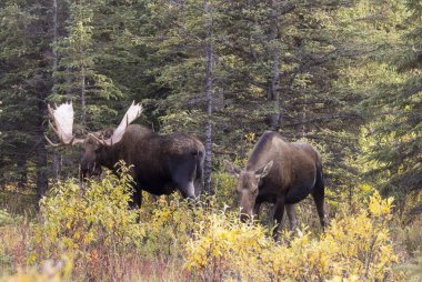 Bir boğa ve inek Alaska Yukon geyiği Sonbaharda Denali Ulusal Parkı Alaska 'da çiftleşiyor