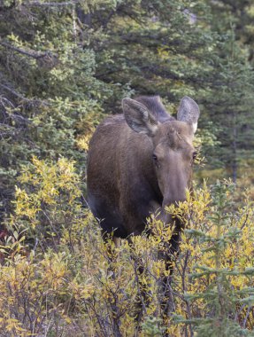 Alaska Geyiği Sonbaharda Denali Ulusal Parkı Alaska 'da