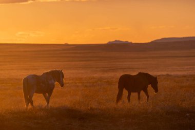 Baharda Utah çölünde gün batımında vahşi atlar