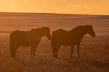 Baharda Utah çölünde gün batımında vahşi atlar