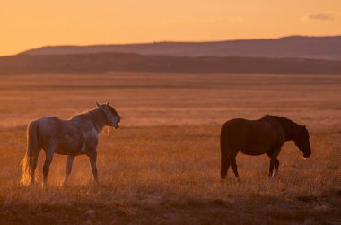 Baharda Utah çölünde gün batımında vahşi atlar