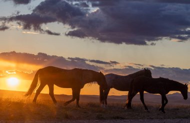 Baharda Utah çölünde gün batımında vahşi atlar