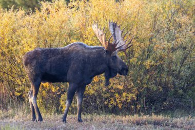 Grand Teton Ulusal Parkı Wyoming 'de sonbaharda tekdüze bir boğa olan Shiras geyiği