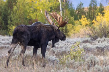Grand Teton Ulusal Parkı Wyoming 'de sonbaharda tekdüze bir boğa olan Shiras geyiği
