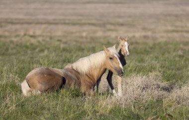 Utah Çölü 'nde baharda vahşi bir kısrak ve tay.