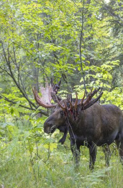 Alaska 'da sonbaharın başlarında bir yukon geyiği.