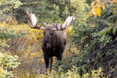 Alaska Yukon geyiği Sonbaharda Denali Ulusal Parkı Alaska 'da