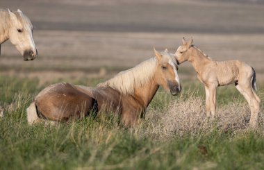 Baharda Utah çölünde vahşi atlar