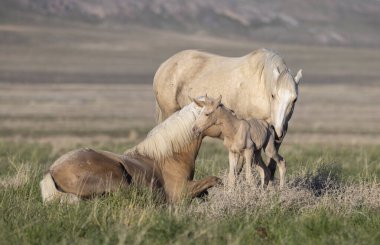 Baharda Utah çölünde vahşi atlar