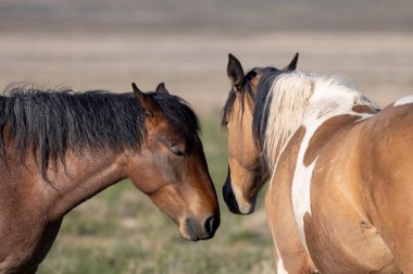 Baharda Utah çölünde vahşi atlar