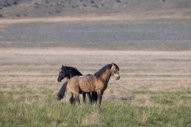 Baharda Utah çölünde vahşi atlar