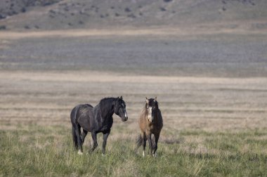 Baharda Utah çölünde vahşi atlar