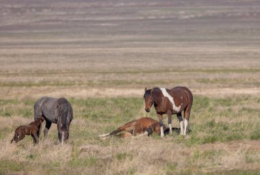 Baharda Utah çölünde vahşi atlar