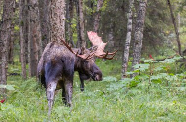 Alaska 'da sonbaharın başlarında bir yukon geyiği.