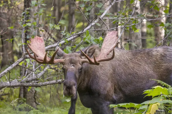 Alaska 'da sonbaharın başlarında bir yukon geyiği.