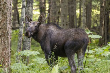Alaska Geyiği, Alaska 'da sonbaharın başlarında bir boğa.