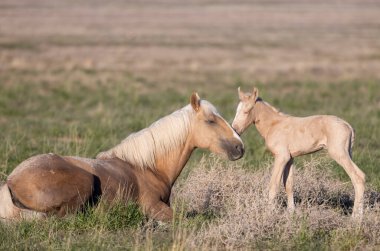 Baharda Utah çölünde vahşi bir at kısrağı ve yavrusu.