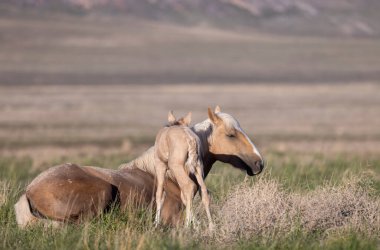 Baharda Utah çölünde vahşi bir at kısrağı ve yavrusu.