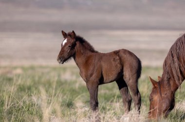 Baharda Utah çölünde vahşi bir at kısrağı ve yavrusu.