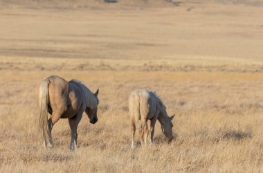 Utah çölünde sonbaharda vahşi atlar