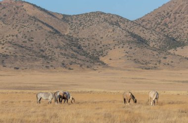 Utah çölünde sonbaharda vahşi atlar