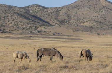 Utah çölünde sonbaharda vahşi atlar