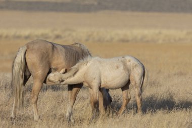 Utah çölünde sonbaharda vahşi atlar