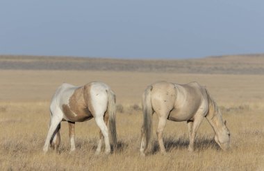 Utah çölünde sonbaharda vahşi atlar