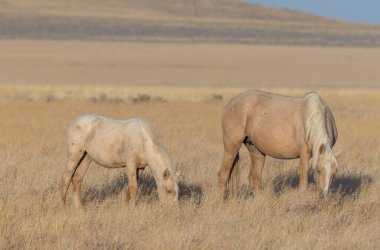 Utah çölünde sonbaharda vahşi atlar