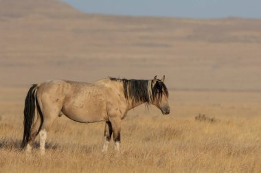 Sonbaharda Utah çölünde vahşi bir at.