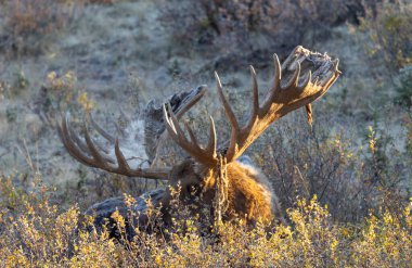 Alaska Yukon geyiği Sonbaharda Denali Ulusal Parkı Alaska 'da