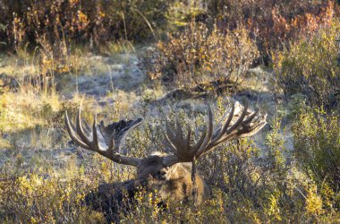Alaska Yukon geyiği Sonbaharda Denali Ulusal Parkı Alaska 'da