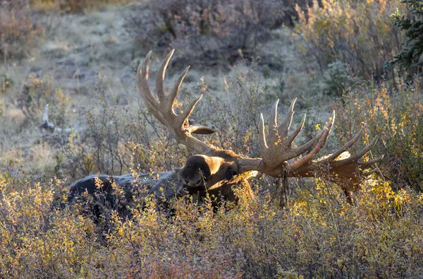 Alaska Yukon geyiği Sonbaharda Denali Ulusal Parkı Alaska 'da