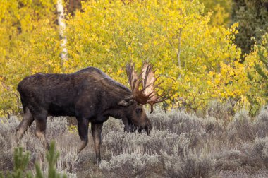 Güz aylarında Grand Teton Ulusal Parkı 'nda Wyoming' de boğa geyiği.