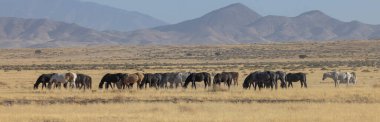 Utah çölünde sonbaharda vahşi atlar