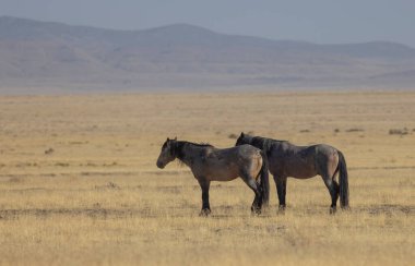 Utah çölünde sonbaharda vahşi atlar