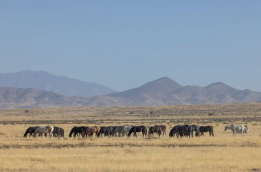 Utah çölünde sonbaharda vahşi atlar