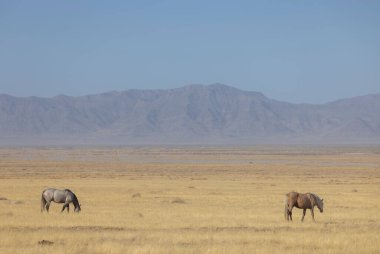Utah çölünde sonbaharda vahşi atlar