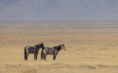 Utah çölünde sonbaharda vahşi atlar