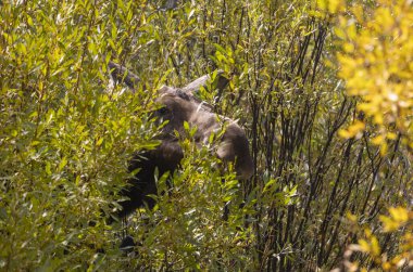 Sonbaharda Wyoming 'de bir sığır geyiği.