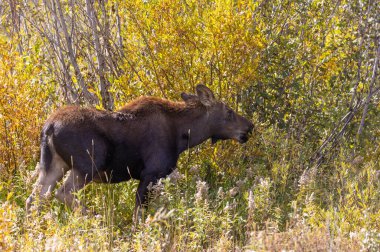 Sonbaharda Wyoming 'de bir sığır geyiği.