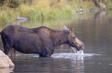 Sonbaharda Wyoming 'de bir sığır geyiği.