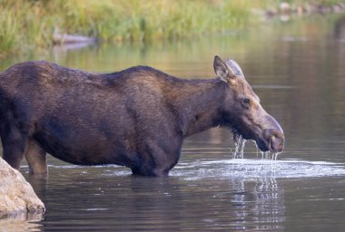 Sonbaharda Wyoming 'de bir sığır geyiği.
