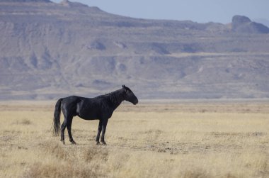 Sonbaharda Utah çölünde vahşi bir at.