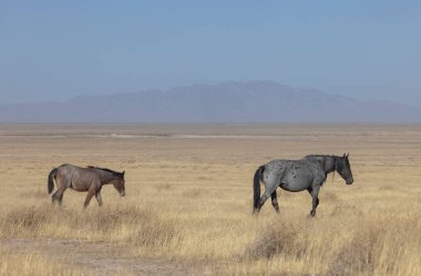 Sonbaharda Utah çölünde vahşi bir kısrak ve tay.